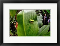 Close-up of a Red-Eyed Tree frog (Agalychnis callidryas) sitting on a banana leaf, Costa Rica Fine Art Print