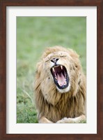 Lion (Panthera leo) Yawning, Masai Mara National Reserve, Kenya Fine Art Print