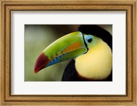 Close-up of Keel-Billed toucan (Ramphastos sulfuratus), Costa Rica Fine Art Print