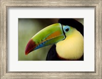 Close-up of Keel-Billed toucan (Ramphastos sulfuratus), Costa Rica Fine Art Print