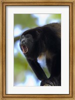 Close-up of a Black Howler Monkey (Alouatta caraya), Costa Rica Fine Art Print