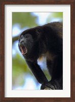 Close-up of a Black Howler Monkey (Alouatta caraya), Costa Rica Fine Art Print