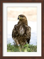 Close-up of a Tawny Eagle (Aquila rapax), Ndutu, Ngorongoro, Tanzania Fine Art Print