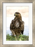 Close-up of a Tawny Eagle (Aquila rapax), Ndutu, Ngorongoro, Tanzania Fine Art Print