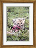 Cheetah cub (Acinonyx jubatus) eating a dead animal, Ndutu, Ngorongoro, Tanzania Fine Art Print