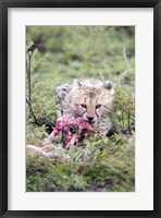 Cheetah cub (Acinonyx jubatus) eating a dead animal, Ndutu, Ngorongoro, Tanzania Fine Art Print
