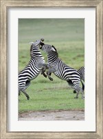 Burchell's zebras (Equus burchelli) fighting in a field, Ngorongoro Crater, Ngorongoro, Tanzania Fine Art Print