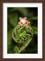 Close-up of a Blue-Eyed Tree frog on a fern frond, Andasibe-Mantadia National Park, Madagascar Fine Art Print