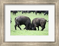 Cape buffalo bulls (Syncerus caffer) sparring, Ngorongoro Crater, Ngorongoro, Tanzania Fine Art Print