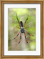 Close-up of a Golden Silk Orb-weaver, Andasibe-Mantadia National Park, Madagascar Fine Art Print