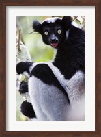 Close-up of an Indri lemur (Indri indri), Andasibe-Mantadia National Park, Madagascar Fine Art Print