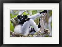 Indri lemur (Indri indri) sitting on a tree, Andasibe-Mantadia National Park, Madagascar Fine Art Print