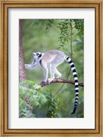 Ring-Tailed lemur (Lemur catta) climbing a tree, Berenty, Madagascar Fine Art Print