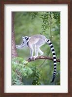 Ring-Tailed lemur (Lemur catta) climbing a tree, Berenty, Madagascar Fine Art Print