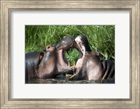 Two hippopotamuses (Hippopotamus amphibius) fighting in water, Ngorongoro Crater, Ngorongoro, Tanzania Fine Art Print