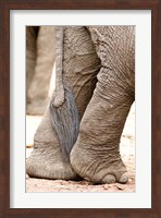 Close-up of legs and tail of an African elephant (Loxodonta africana), Lake Manyara, Tanzania Fine Art Print