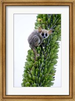 Close-up of a Grey Mouse lemur (Microcebus murinus) on a tree, Berenty, Madagascar Fine Art Print