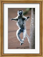 Close up of Verreaux's sifaka Monkey dancing in a field, Berenty, Madagascar Fine Art Print