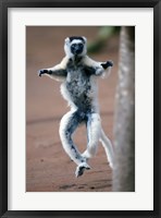 Close up of Verreaux's sifaka Monkey dancing in a field, Berenty, Madagascar Fine Art Print