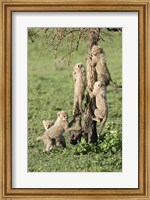 Cheetah Cubs (Acinonyx jubatus), Ndutu, Ngorongoro, Tanzania Fine Art Print