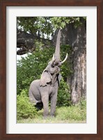 African elephant (Loxodonta africana) reaching for baobab (Adansonia digitata) tree leaves, Tarangire National Park, Tanzania Fine Art Print