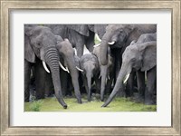 African elephants (Loxodonta africana) drinking water in a pond, Tarangire National Park, Tanzania Fine Art Print
