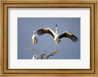 Three White storks (Ciconia ciconia) perching on branches, Tarangire National Park, Tanzania Fine Art Print