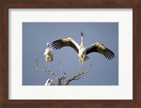 Three White storks (Ciconia ciconia) perching on branches, Tarangire National Park, Tanzania Fine Art Print