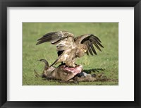 Tawny eagle (Aquila rapax) eating a dead animal, Ndutu, Ngorongoro, Tanzania Fine Art Print