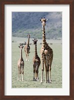 Giraffes (Giraffa camelopardalis) standing in a forest, Lake Manyara, Tanzania Fine Art Print