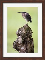 Close-up of a Green heron (Butorides virescens), Cano Negro, Costa Rica Fine Art Print