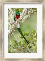 Close-up of Resplendent quetzal (Pharomachrus mocinno) perching on a branch, Savegre, Costa Rica Fine Art Print