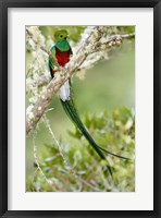 Close-up of Resplendent quetzal (Pharomachrus mocinno) perching on a branch, Savegre, Costa Rica Fine Art Print