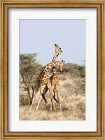 Reticulated giraffes (Giraffa camelopardalis reticulata) necking in a field, Samburu National Park, Rift Valley Province, Kenya Fine Art Print