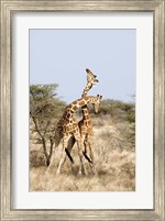 Reticulated giraffes (Giraffa camelopardalis reticulata) necking in a field, Samburu National Park, Rift Valley Province, Kenya Fine Art Print