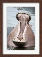 Close-up of a hippopotamus (Hippopotamus amphibius) yawning in a lake, Lake Manyara, Tanzania Fine Art Print