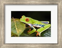 Red-Eyed Tree frog (Agalychnis callidryas) on leaves Fine Art Print