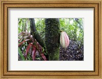 Cocoa tree in a rainforest, Costa Rica Fine Art Print