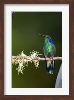 Close-up of a Green Violetear hummingbird (Colibri thalassinus) perching on branch, Savegre, Costa Rica Fine Art Print