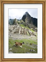 High angle view of Llama (Lama glama) with Incan ruins in the background, Machu Picchu, Peru Fine Art Print