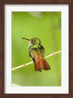 Close-up of Rufous-Tailed hummingbird (Amazilia tzacatl) perching on a twig, Costa Rica Fine Art Print