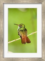 Close-up of Rufous-Tailed hummingbird (Amazilia tzacatl) perching on a twig, Costa Rica Fine Art Print