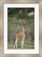 Rothschild giraffe (Giraffa camelopardalis rothschildi) feeding on tree leaves, Lake Nakuru National Park, Kenya Fine Art Print