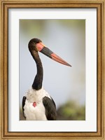 Close-up of a Saddle Billed stork (Ephippiorhynchus Senegalensis) bird, Tarangire National Park, Tanzania Fine Art Print