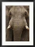 Close-up of an African elephant (Loxodonta africana) trunk, Lake Manyara, Tanzania Fine Art Print