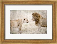 Lion and a lioness (Panthera leo) standing face to face in a forest, Ngorongoro Crater, Ngorongoro, Tanzania Fine Art Print