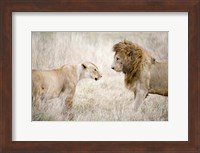 Lion and a lioness (Panthera leo) standing face to face in a forest, Ngorongoro Crater, Ngorongoro, Tanzania Fine Art Print