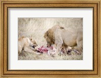 Lion and a lioness (Panthera leo) eating a zebra, Ngorongoro Crater, Ngorongoro, Tanzania Fine Art Print