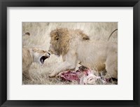 Lion and a lioness (Panthera leo) fighting for a dead zebra, Ngorongoro Crater, Ngorongoro, Tanzania Fine Art Print