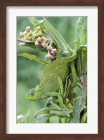 Close-up of a Dwarf chameleon (Brookesia minima), Ngorongoro Crater, Ngorongoro, Tanzania Fine Art Print